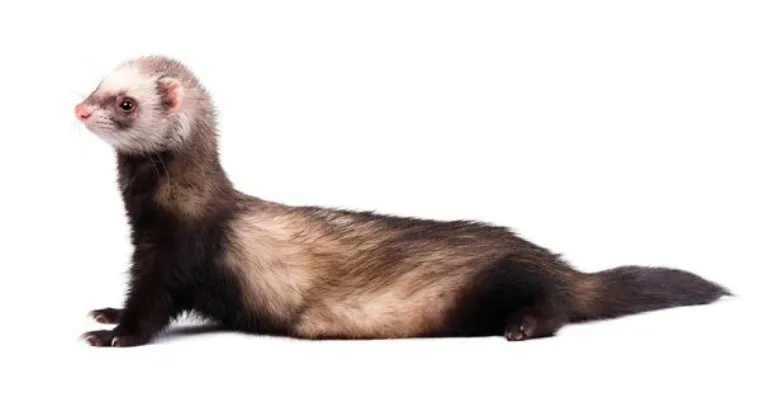 homemade-shampoo-ferret
