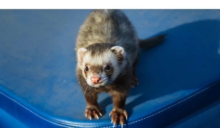 how-high-can-ferret-jump