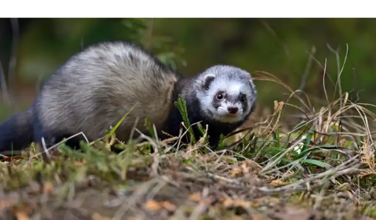 how-often-bathe-ferret
