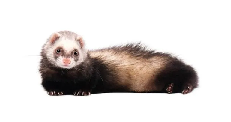 how-old-ferret-first-bathe