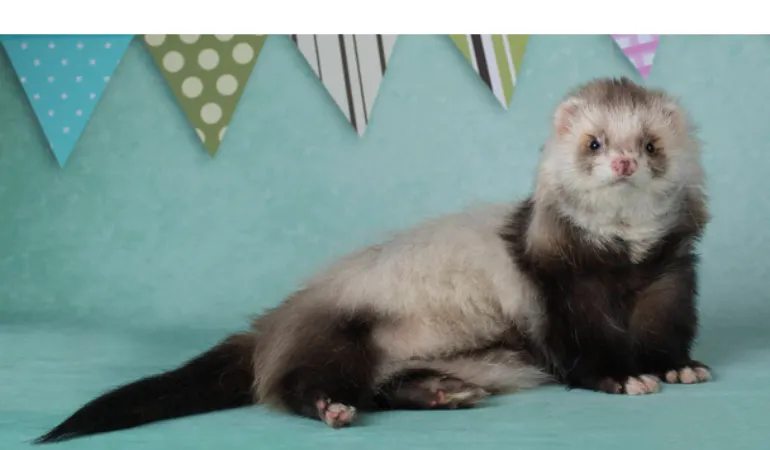 how-to-make-ferret-happy