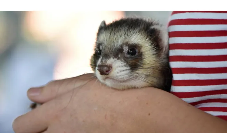 introduce-baby-ferret-to-older-ferrets