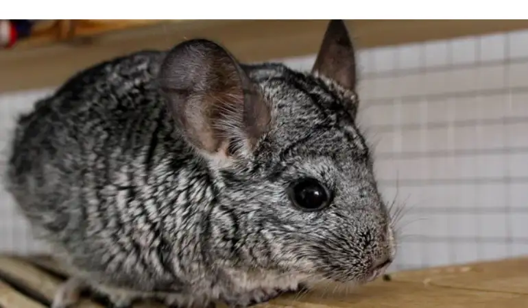 is-chinchilla-pee-dark