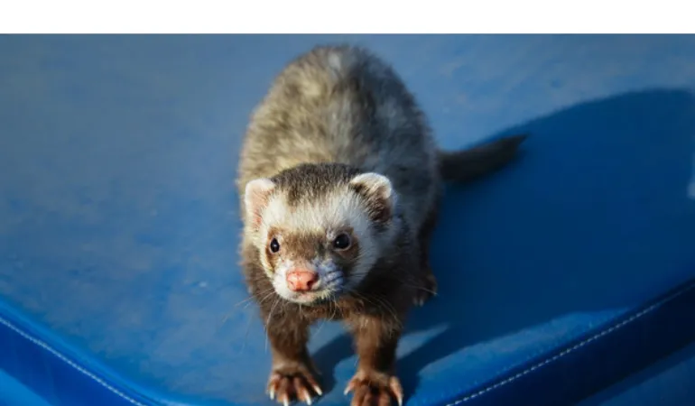 is-ferret-bully