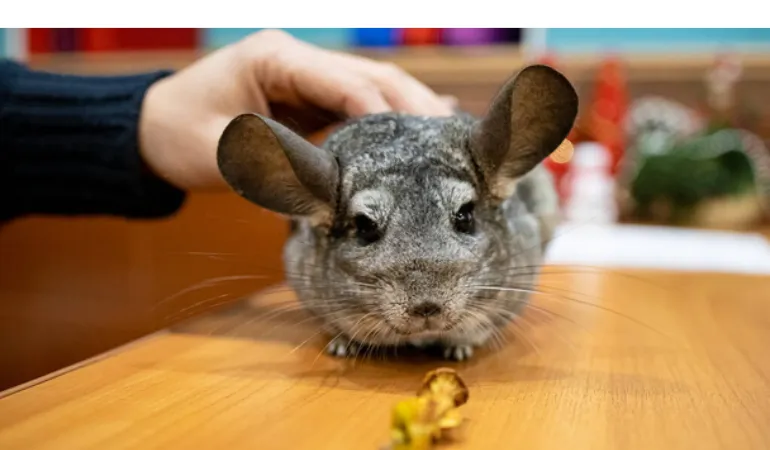 pros-cons-pet-chinchilla