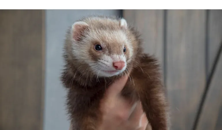 reasons-not-to-get-ferret