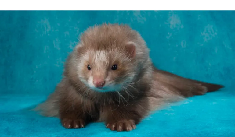 shampoo-alternatives-ferret