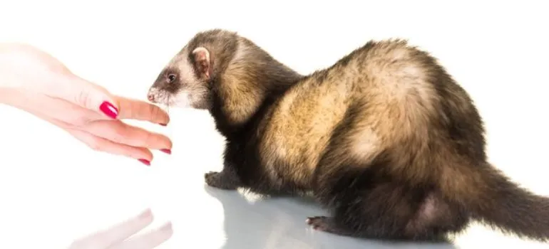 signs-ferret-does-not-like-you