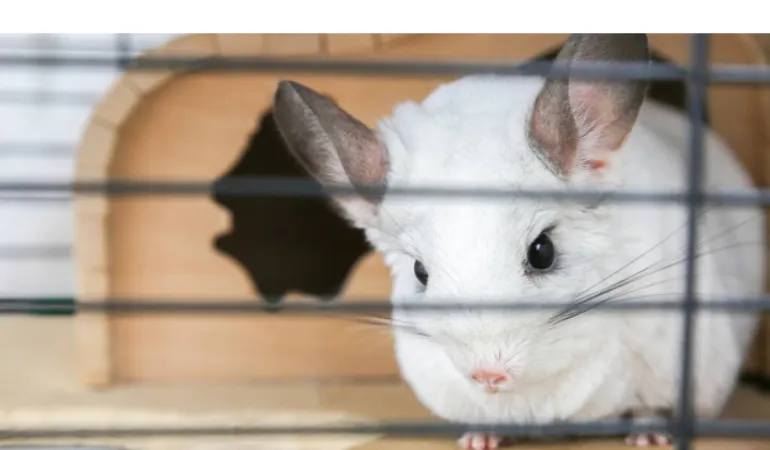 store-chinchilla-dust-after-bath (1)