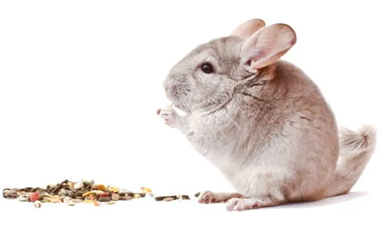 what-baby-chinchillas-eat