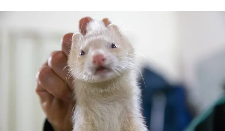 where-ferrets-love-to-be-scratched