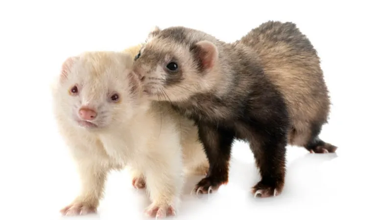 why-ferret-biting-other-ferret-neck