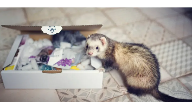 why-ferret-eating-own-poop