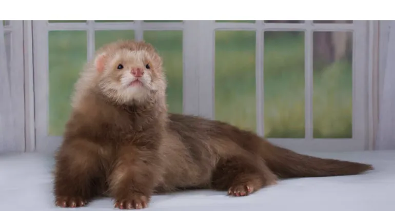 why-ferret-keep-sneezing