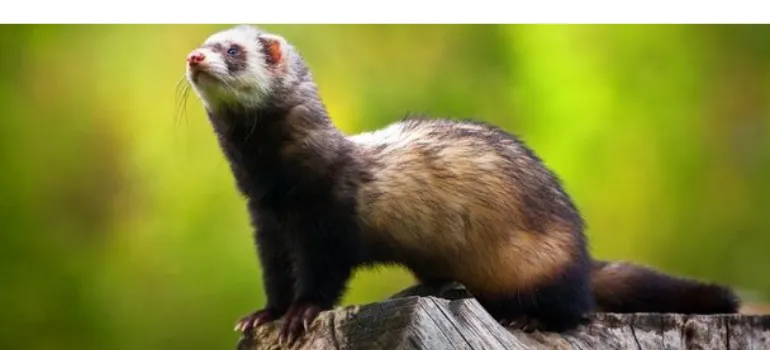 why-ferret-yawn-so-much