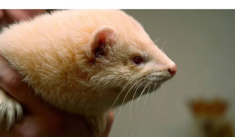 why-ferrets-blink-eyes