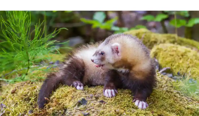 why-ferrets-jump-around