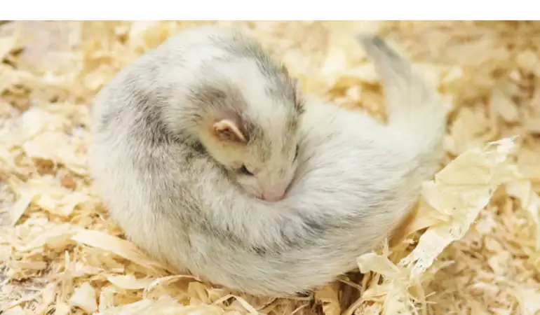 why-ferrets-whine-in-sleep