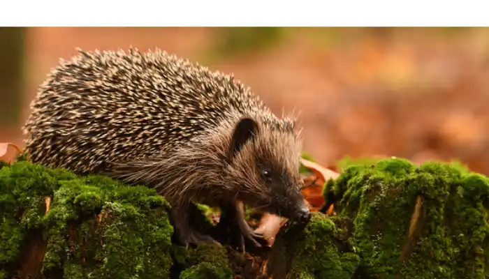 Are-Hedgehogs-Rodents-or-Marsupials