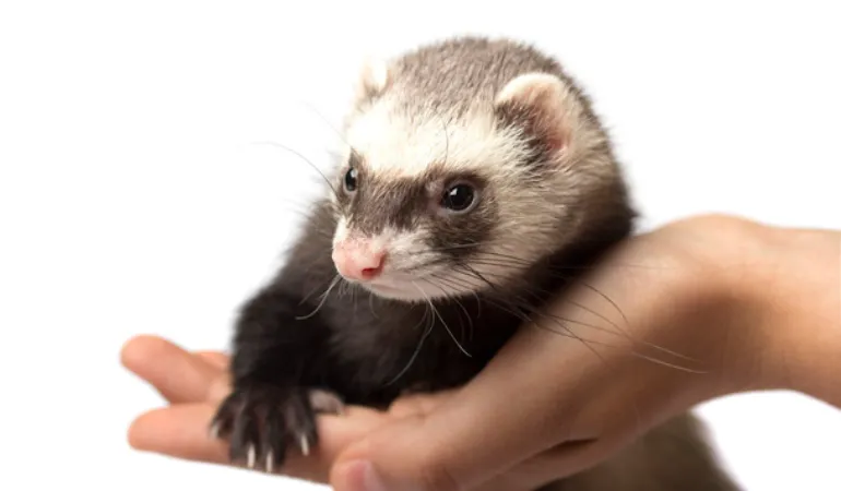 are-ferrets-hyper-how-to-calm-it-down