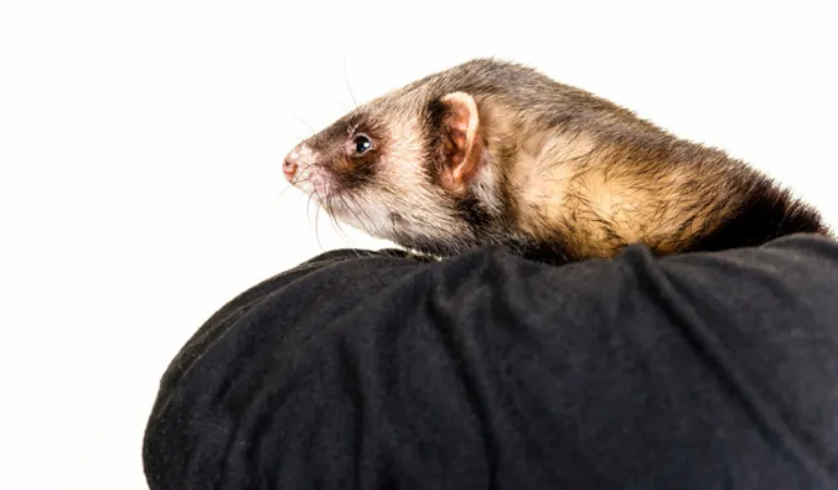 are-ferrets