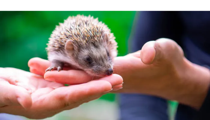 are-hedgehog-affectionate