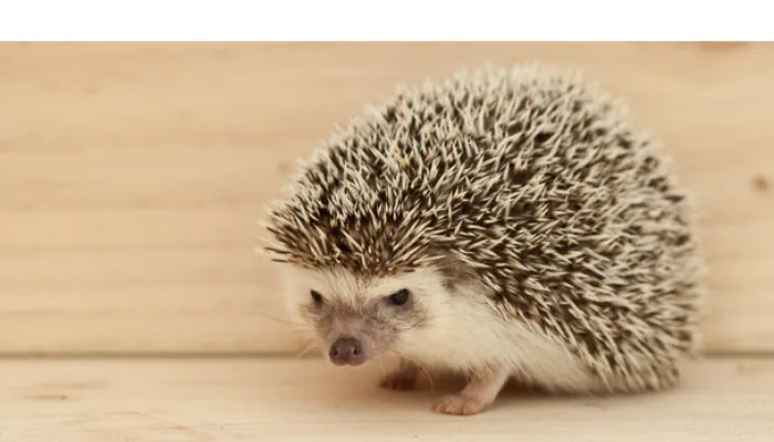 are-hedgehog-high-maintenance