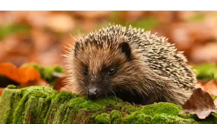 are-hedgehogs-nocturnal-or-diurnal