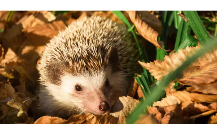 are-hedgehogs-territorial