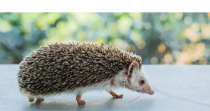 can-cats-hedgehogs-get-along