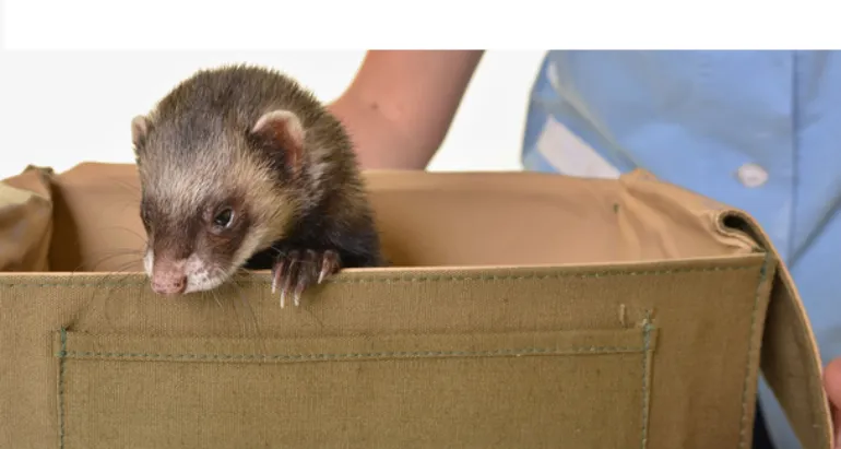 can-ferrets-climb
