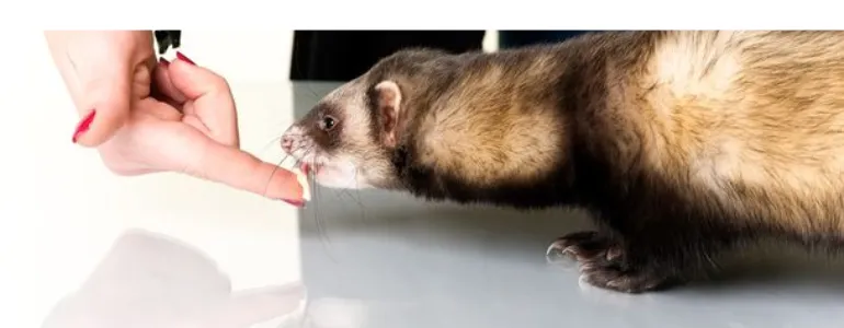can-ferrets-eat-eggs