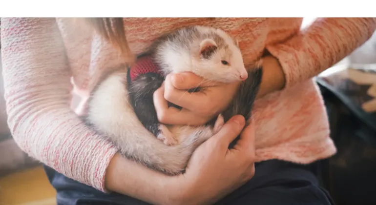 can-ferrets-eat-tuna