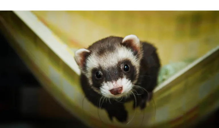 can-ferrets-get-lice