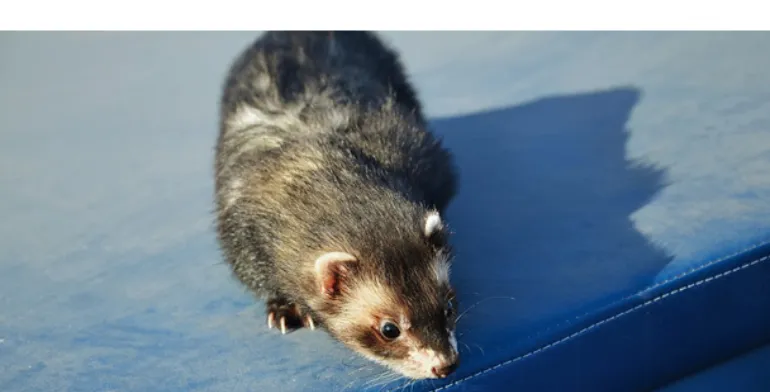 can-ferrets-swim-cholrine-pool-water