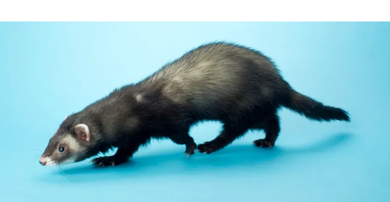 can-ferrets-swim-in-saltwater