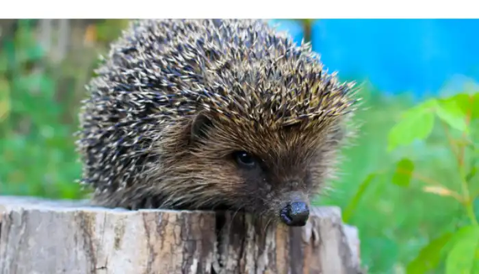 Can Hedgehogs Eat Bananas? [What You Need to Know] – PetsBuilder
