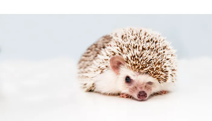 can-hedgehog-eat-carrots