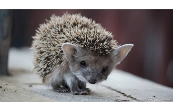 can-hedgehog-eat-cat-food