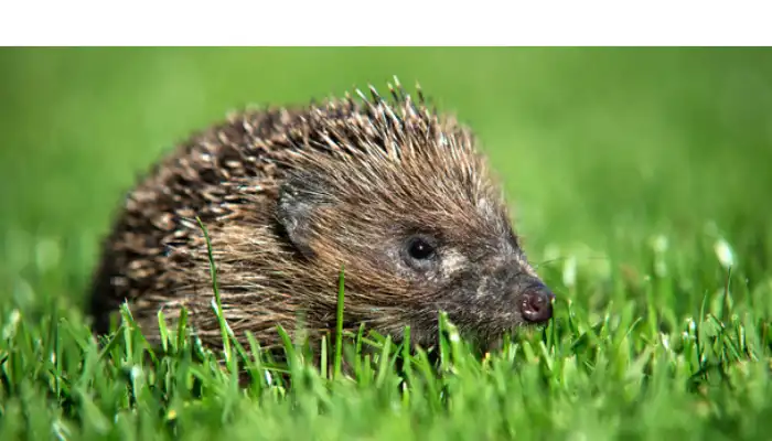 can-hedgehog-eat-celery