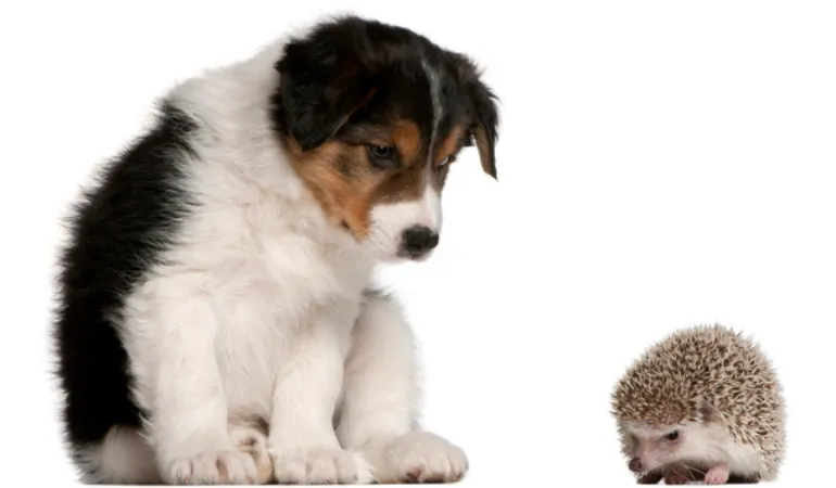 can-hedgehog-eat-dog-food