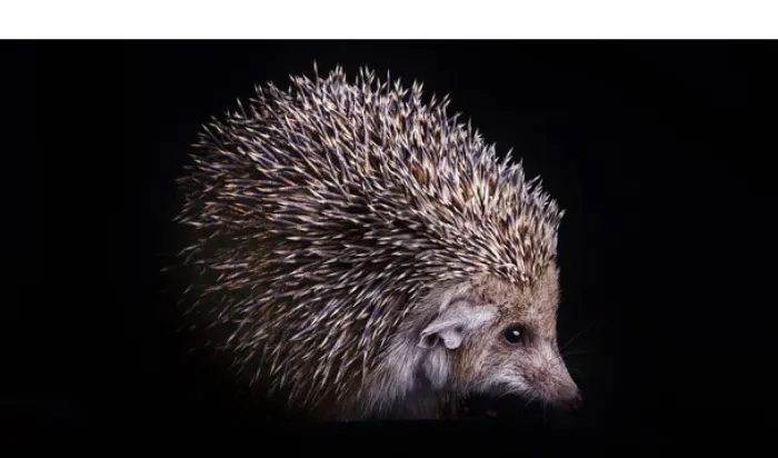 can-hedgehog-see-in-dark