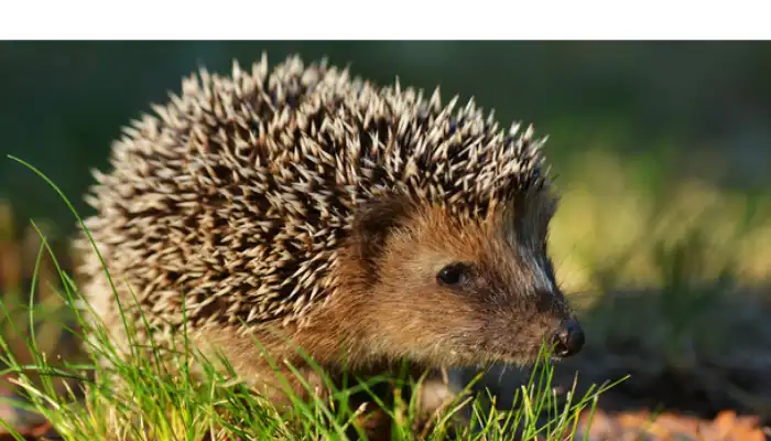 can-hedgehog-spikes-hurt-dogs