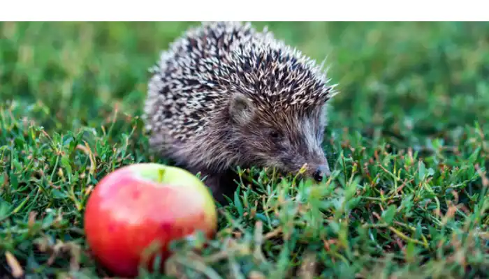 can-hedgehogs-eat-apples