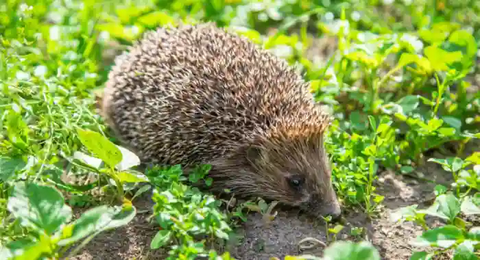 Can Hedgehogs Eat Cabbage? [Safe Feeding Guide]