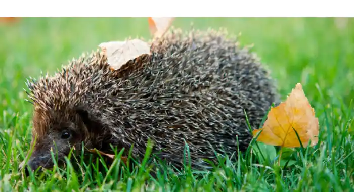 can-hedgehogs-eat-cucumbers