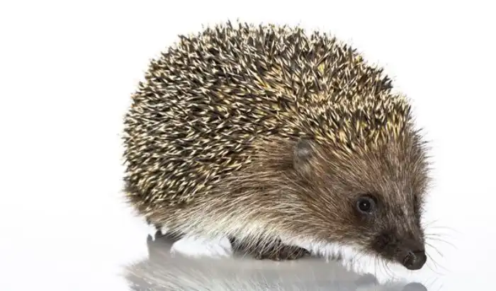 can-hedgehogs-eat-cucumbers