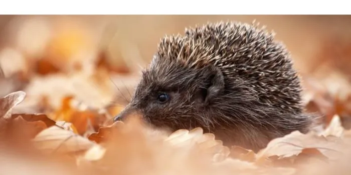 Can Hedgehogs Eat Eggs? [Nutritional Fact Guide] – PetsBuilder