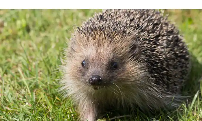 can-hedgehogs-eat-tomatoes