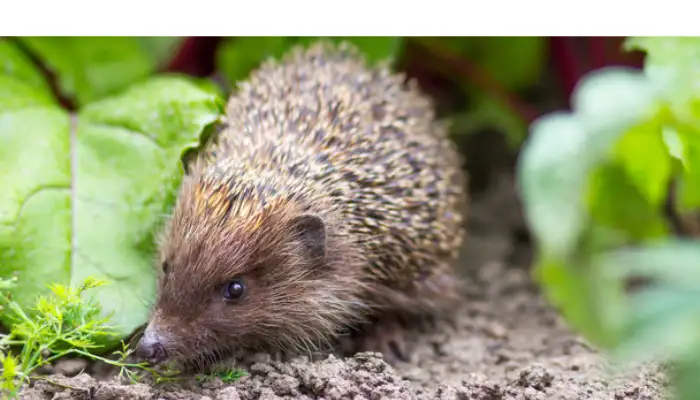 does-hedgehog-poo-alot